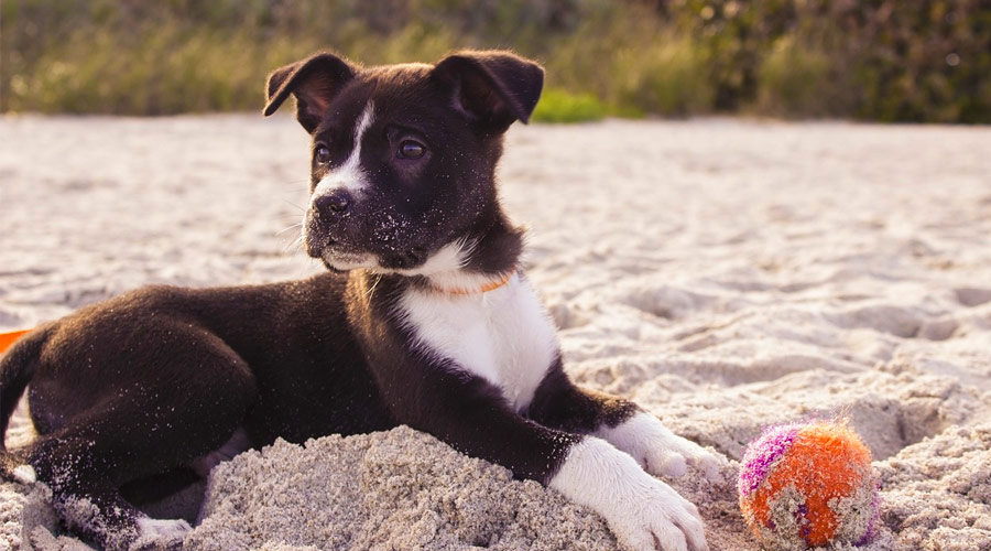 Andare in spiaggia con il proprio cane nel Salento